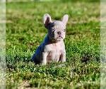 Small #15 French Bulldog