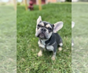 French Bulldog Puppy for sale in KISSIMMEE, FL, USA