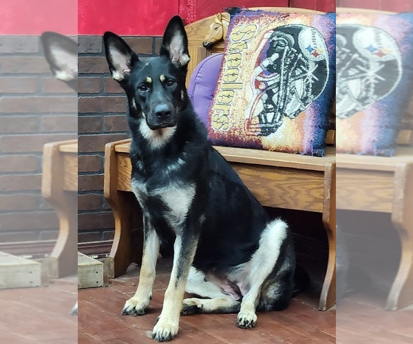 Medium Photo #1 German Shepherd Dog Puppy For Sale in GREENSBURG, PA, USA