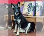 Small Photo #1 German Shepherd Dog Puppy For Sale in GREENSBURG, PA, USA