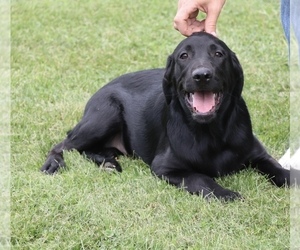 Golden Labrador Puppy for sale in SHILOH, OH, USA