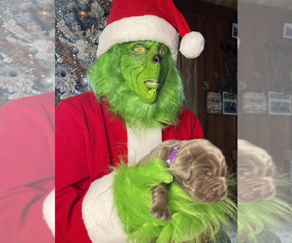 Medium Photo #3 Labrador Retriever Puppy For Sale in NEOLA, WV, USA