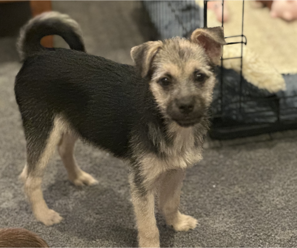 Medium Photo #2 German Shepherd Dog-Poodle (Miniature) Mix Puppy For Sale in Bellevue, WA, USA