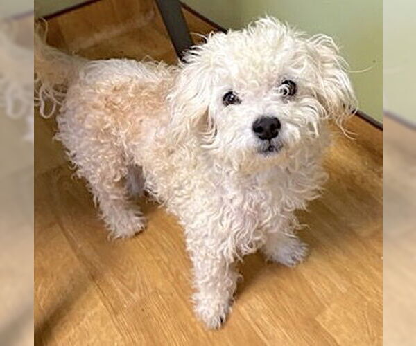 Medium Photo #2 Maltipoo Puppy For Sale in Mount Airy, NC, USA