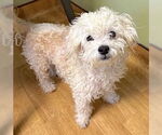 Small #1 Maltipoo