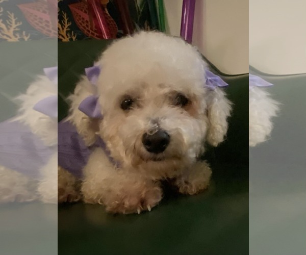 Medium Photo #1 Bichon Frise Puppy For Sale in Croydon, NH, USA