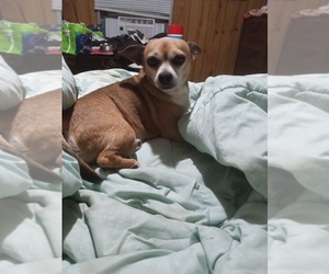 Father of the Chihuahua puppies born on 10/27/2025