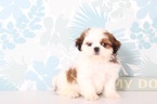 Small Shih Tzu