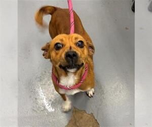 Pembroke Welsh Corgi-Unknown Mix Dogs for adoption in Peoria, IL, USA
