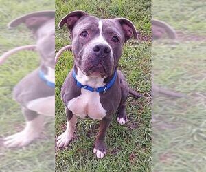 American Staffordshire Terrier-Unknown Mix Dogs for adoption in Fort Lauderdale, FL, USA