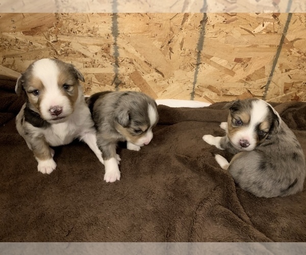 Medium Photo #3 Miniature Australian Shepherd Puppy For Sale in WHITE SALMON, WA, USA