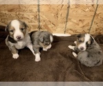 Small Photo #3 Miniature Australian Shepherd Puppy For Sale in WHITE SALMON, WA, USA