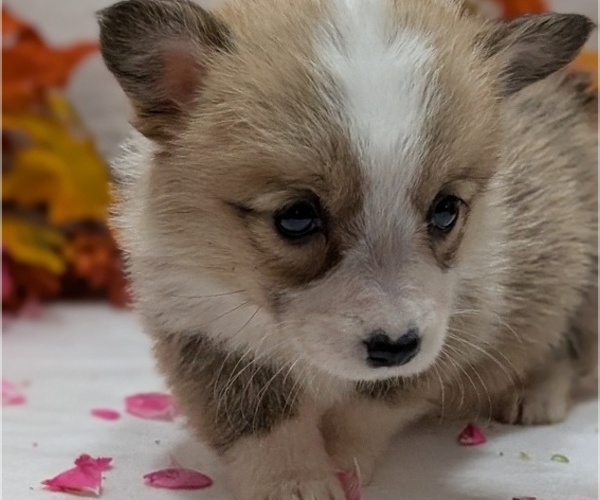 Medium Photo #5 Pembroke Welsh Corgi Puppy For Sale in GOSHEN, IN, USA