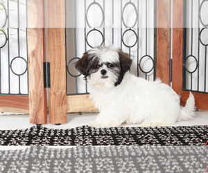 Shih Tzu Puppy for sale in NAPLES, FL, USA