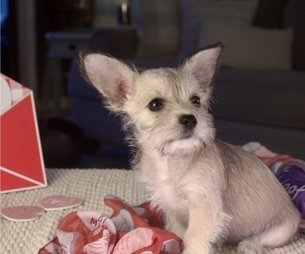 Medium Photo #7 Schnauzer (Miniature) Puppy For Sale in PENSACOLA, FL, USA