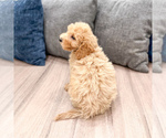 Small #3 Miniature Labradoodle