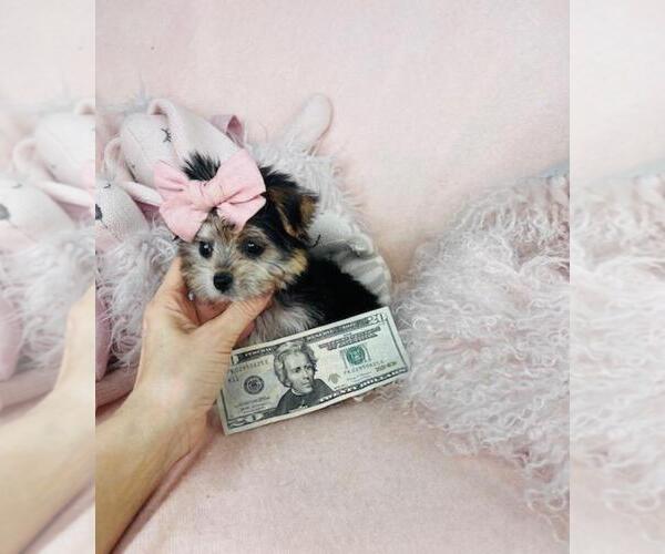 Medium Photo #9 Morkie Puppy For Sale in MIAMI, FL, USA