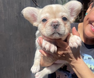 French Bulldog Puppy for sale in LOS ANGELES, CA, USA