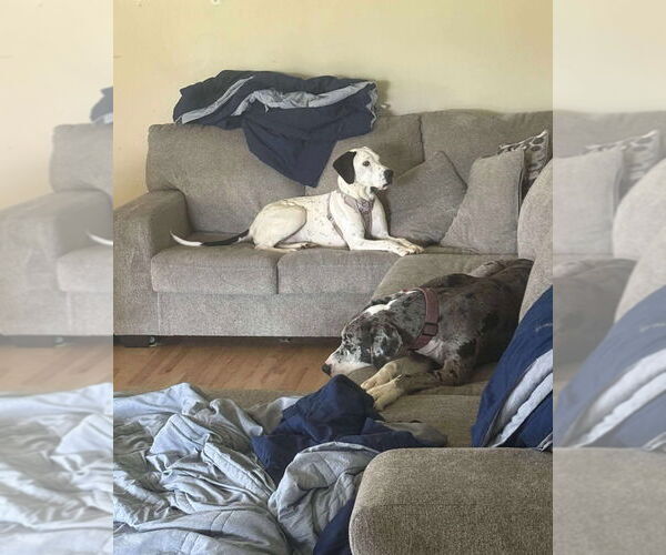 Medium Photo #2 Great Dane-Unknown Mix Puppy For Sale in Bullard, TX, USA
