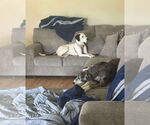 Small #1 Great Dane Mix