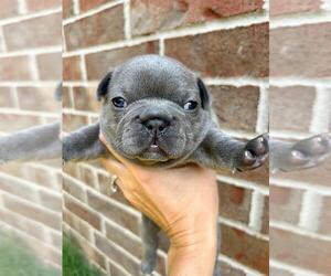 French Bulldog Puppy for sale in BENTONVILLE, AR, USA