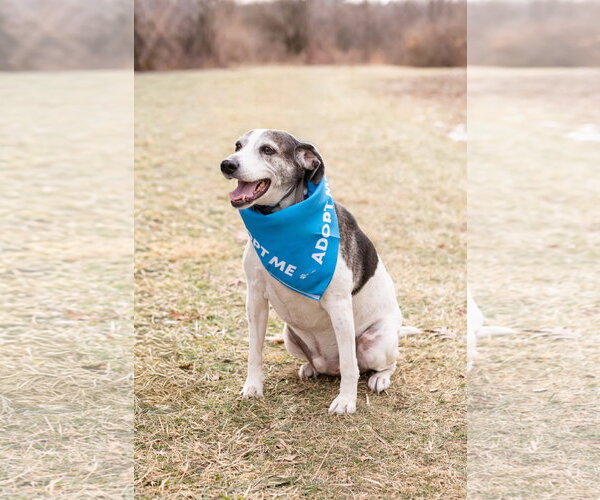 Medium Photo #2 Beagle Puppy For Sale in Crete, IL, USA
