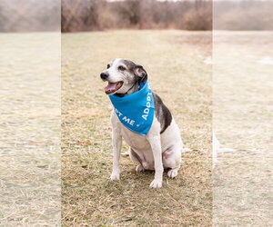 Skeeter - Male Beagle Dog for Adoption - Photo #2