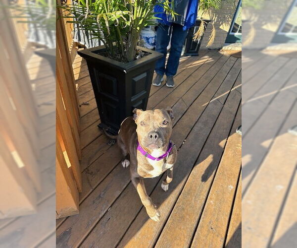 Medium Photo #5 American Pit Bull Terrier-Unknown Mix Puppy For Sale in Crete, IL, USA