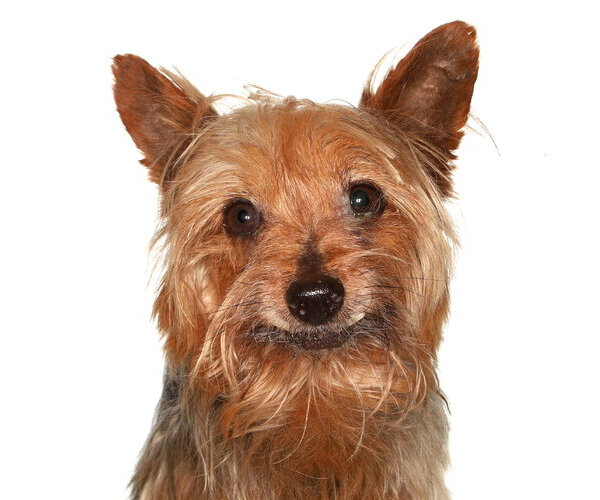 Medium Photo #2 Mutt Puppy For Sale in Oakland Park, FL, USA