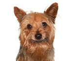 Small #1 Mutt