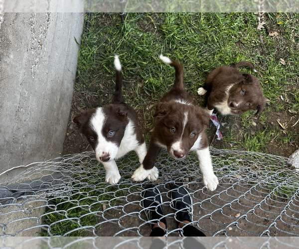Medium Photo #1 Border Collie Puppy For Sale in DALLAS, TX, USA