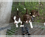 Small Photo #1 Border Collie Puppy For Sale in DALLAS, TX, USA