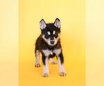 Small #4 Siberian Husky Mix