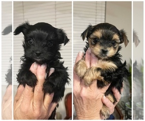 Morkie Puppy for sale in OAK GLEN, CA, USA