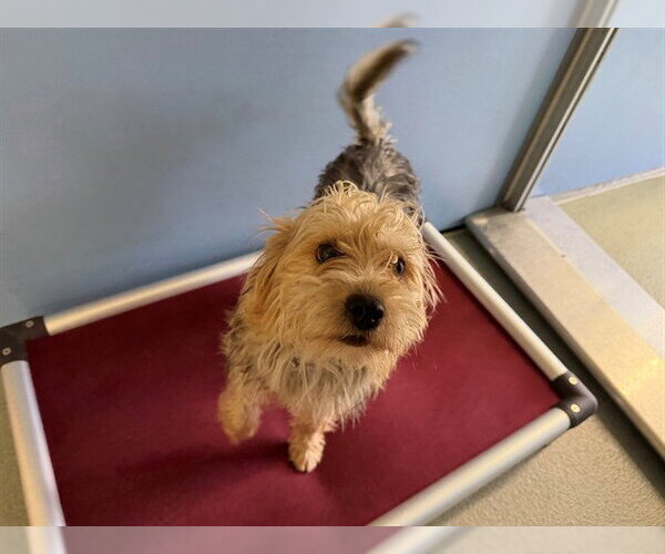 Medium Photo #1 Mutt Puppy For Sale in San Clemente, CA, USA