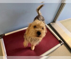 Mutt Dogs for adoption in San Clemente, CA, USA