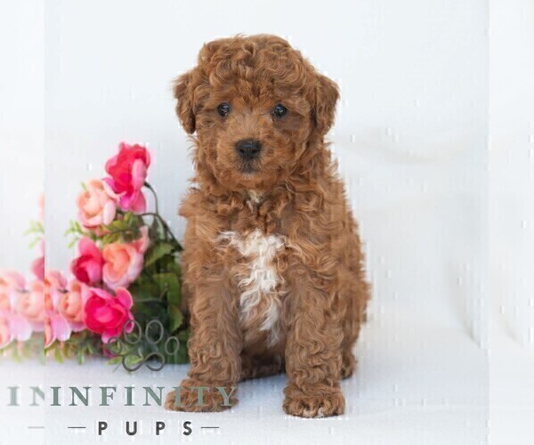 Medium Photo #3 Poochon Puppy For Sale in DORNSIFE, PA, USA