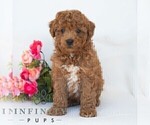 Small #2 Poochon