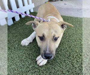 Mutt Dogs for adoption in Modesto, CA, USA