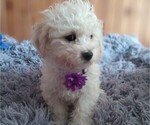 Small Mal-Shi-Poodle (Miniature) Mix