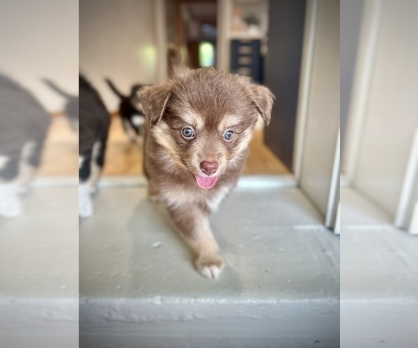 Medium Photo #2 Miniature Australian Shepherd-Pomsky Mix Puppy For Sale in CHICAGO, IL, USA