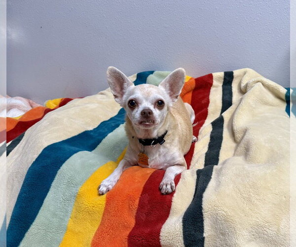 Medium Photo #4 Chihuahua Puppy For Sale in Seal Beach, CA, USA