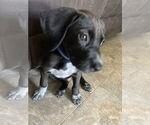 Small #1 Doberman Pinscher Mix
