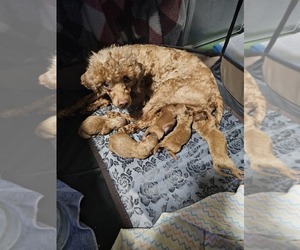 Poodle (Toy) Puppy for Sale in DENVER, Colorado USA