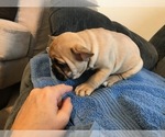 Small Photo #9 French Bulldog Puppy For Sale in MIDDLEBURG, FL, USA