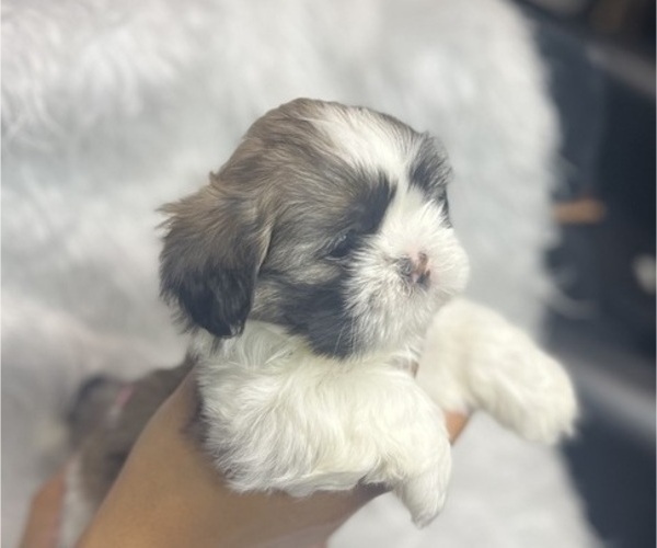 Medium Photo #4 Shih Tzu Puppy For Sale in MEMPHIS, TN, USA