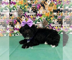 Schnoodle (Miniature) Puppy for sale in WINNSBORO, LA, USA