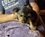 Small Photo #5 Yorkshire Terrier Puppy For Sale in WOODBRIDGE, VA, USA