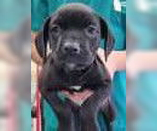 Medium Photo #1 Mutt Puppy For Sale in Royal Palm Beach, FL, USA