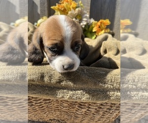 Beaglier Puppy for sale in AIKEN, SC, USA